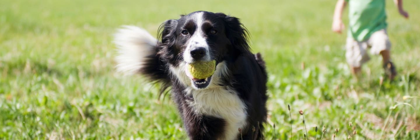 Control your dog's Osteoarthritis (OA) pain with Librela